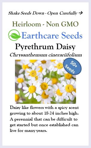 Earthcare Seeds PYRETHRUM Daisy 50 Seeds Chrysanthemum cinerariifolium