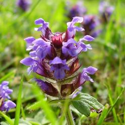 EarthCare Seeds Prunella vulgaris (Heal All) 700 Seeds by Earthcare Seeds Heirloom - Non GMO - Open Pollinated