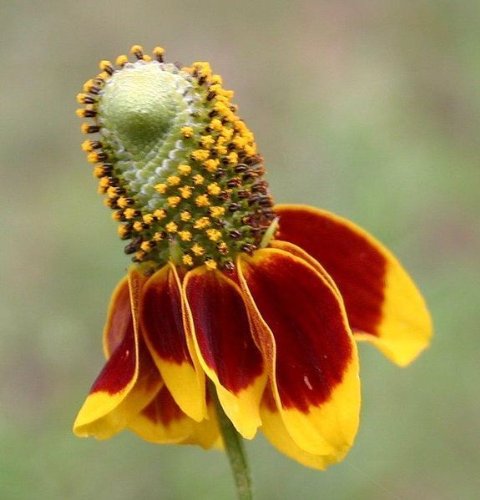 seed kingdom Mexican Hat Nice Garden Flower by Seeds Kingdom 600 Seeds