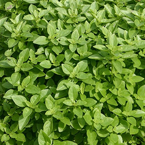 Frozen Seed Capsules Fine Verde Basil Seeds (Ocimum basilicum) 50+ Rare Organic Medicinal Herb Seeds in FROZEN SEED CAPSULES for The Gardener &