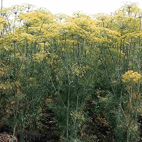 Frozen Seed Capsules Vierling Dill Seeds (Anethum graveolens) 40+ Rare Non-GMO Heirloom Culinary Herb Seeds in FROZEN SEED CAPSULES for The