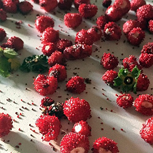 Frozen Seed Capsules Woodland Wild Strawberry Seeds (Fragaria vesca) 100+ Rare Heirloom Seeds in FROZEN SEED CAPSULES for The Gardener & Rare