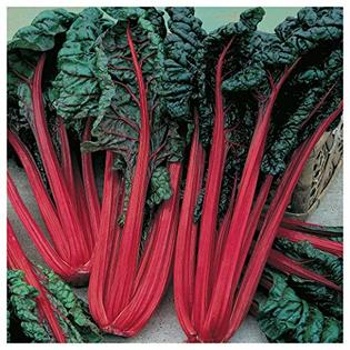 Hmfomxm Everwilde Farms 1 Lb Ruby Red Swiss Chard Seeds Gold Vault Hmfomxm Everwilde Farms 1 Lb Ruby Red Swiss Chard Seeds Gold Vault