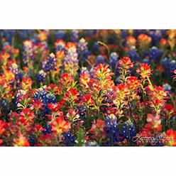 TravLin Photography Texas Wall Art Photo, Close-Up View of Texas Wildflowers, Texas Bluebonnets & Indian Paintbrushes Photography, Texas Wall