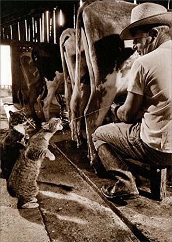 Avanti Press Cat Catching Milk Avanti America Collection Funny Birthday Card