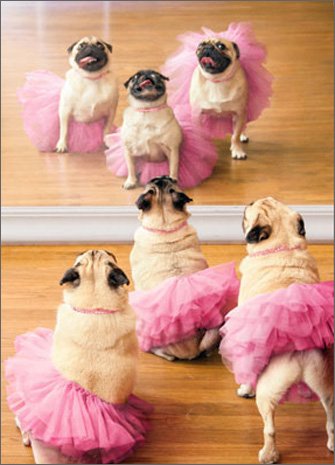 Avanti Press Ballerina Pugs Funny Dog Birthday Card