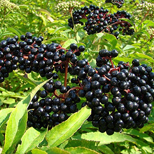 Frozen Seed Capsules Black Elderberry Seeds (Sambucus nigra) 30+ Organic Heirloom Seeds in FROZEN SEED CAPSULES for The Gardener & Rare Seeds