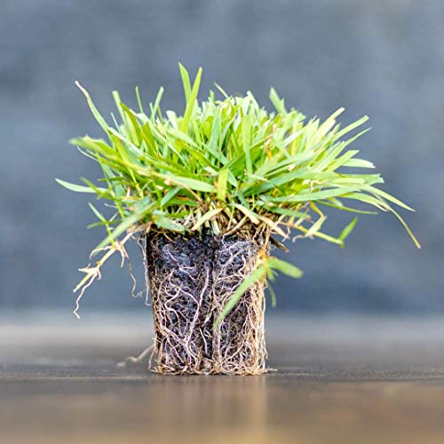 EZPLUG Zoysia Plugs - 50 Full & Lush Grass Plugs | Mature Roots | Individually Grown