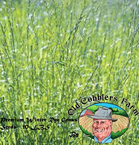 Old Cobblers Farm Premium Winter Rye Grass Seeds - 10 LBS by Old Cobblers Farm