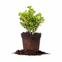 Perfect Plants Japanese Boxwood Live Plant, 1 Gallon, Includes Care Guide