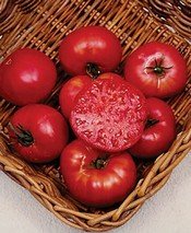 seed kingdom Tomato Mortgage Lifter Great Heirloom Garden Vegetable Seeds by Seed Kingdom 30 Seeds