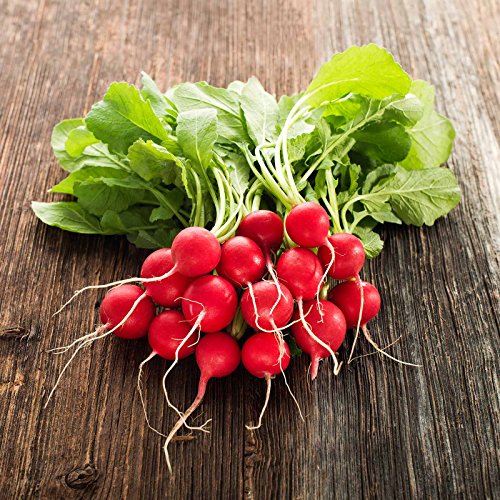 Mountain Valley Seed Company Cherry Belle Radish Seeds - 1 Lb Seed Pouch - Heirloom Garden Seeds, Non-GMO, AAS Winner - Vegetable Gardening and Micro