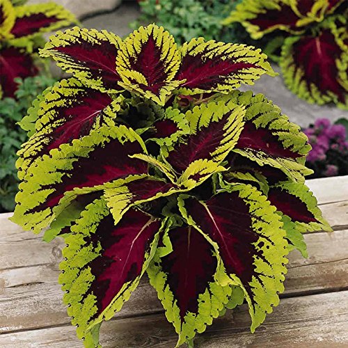 Mountain Valley Seed Company Kong Series Coleus Seeds - Rose - 100 Seeds - Ornamental & Decorative House & Garden Plant Seeds by Mountain Valley