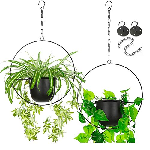 money tree potted Pachira main image 0