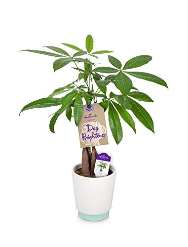Hallmark Flowers green live money tree plant