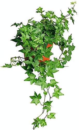 AMERICAN PLANT EXCHANGE English Ivy Needlepoint Live Plant, 6" Pot, Green Trailing Vine