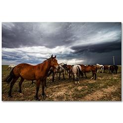 Southern Plains Photography Western Wall Art Photography Print - Picture of Horse Watching Over Herd as Storm Approaches in Oklahoma - Unframed Farm