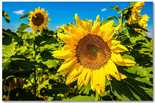Southern Plains Photography Country Wall Art Photography Print - Picture of Large Sunflower on Autumn Day in Kansas - Unframed Farmhouse Photo Artwork
