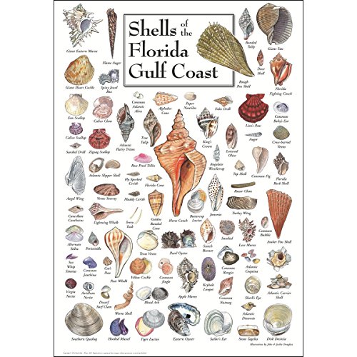 Earth Sky + Water Poster - Shells of Florida's Gulf Coast