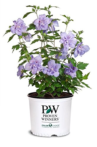 Green Promise Farms Proven Winners - Hibiscus syriacus Blue Chiffon (Rose of Sharon) Shrub, double lavender flowers, #3 - Size Container