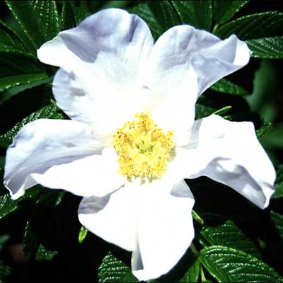 TreeHelp.com Rosa rugosa 'Alba': Rugosa Rose - White Seeds