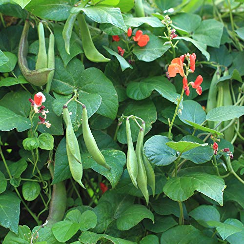 Outsidepride Scarlet Runner Beans Vine Plant Seed - 25 Seeds