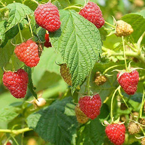 Frozen Seed Capsules Red Raspberry Seeds (Rubus idaeus) 50+ Non-GMO Berry Seeds in FROZEN SEED CAPSULES for The Gardener & Rare Seeds Collector -