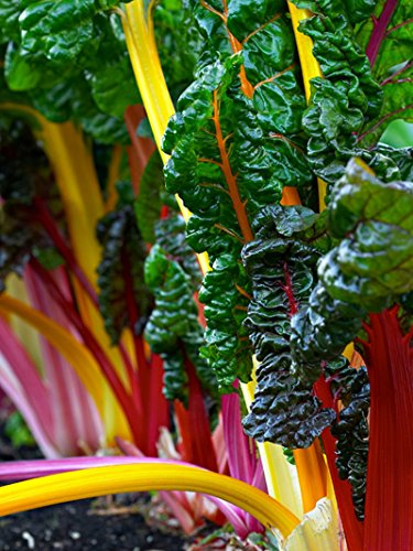 Mf55lzl Swiss Chard Seeds Heirloom Rainbow Mix 100 Seeds By Ohio Heirloom Seeds