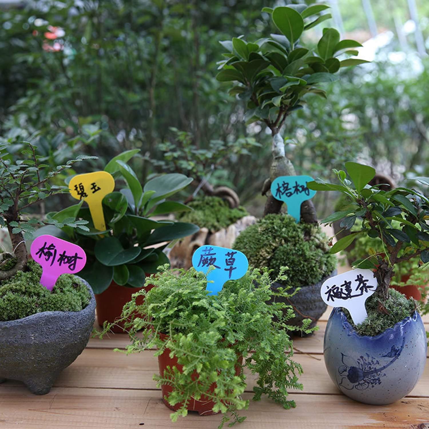 Valuable Slls2242 Plastic Plant Labels T Type Nursery Garden Markers Valuable Plastic Plant Labels T Type Nursery Garden Markers Reusable Seedling Flower Tags 1