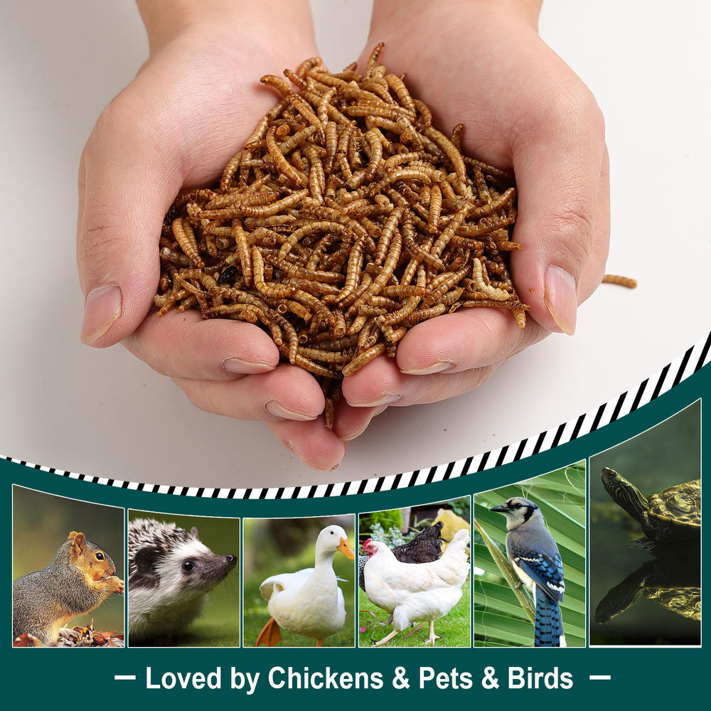 Euchirus 2LB 100% Natural Non-GMO Dried High Protein Mealworms Treats for Chickens - Hens treats Food , Wild birds Treats