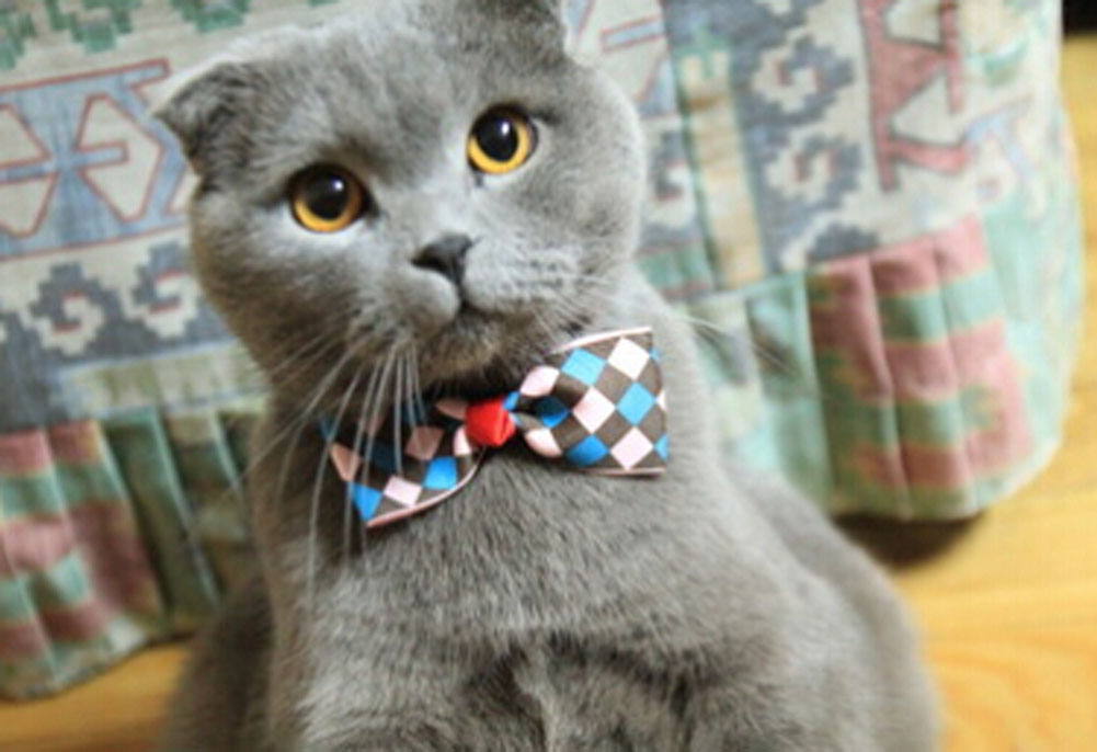 Panda Superstore Cute Adjustable Bow Tie With Bell Pet Collar For