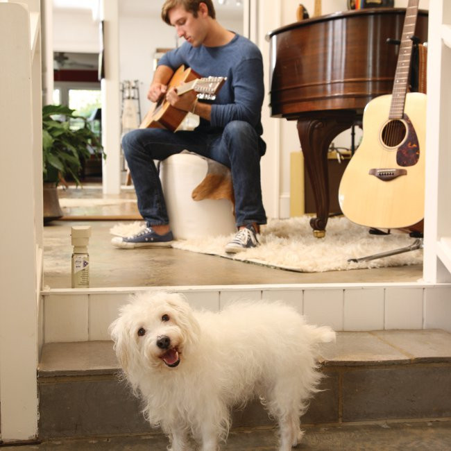 Petsafe Petsafe Ssscat Spray Deterrent Motion Activated Pet Proofing Dogs Cats