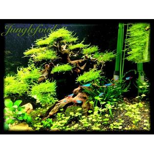 Small Bonsai Driftwood Tree For Aquarium Aquascape Plant Fish Shrimp Tank