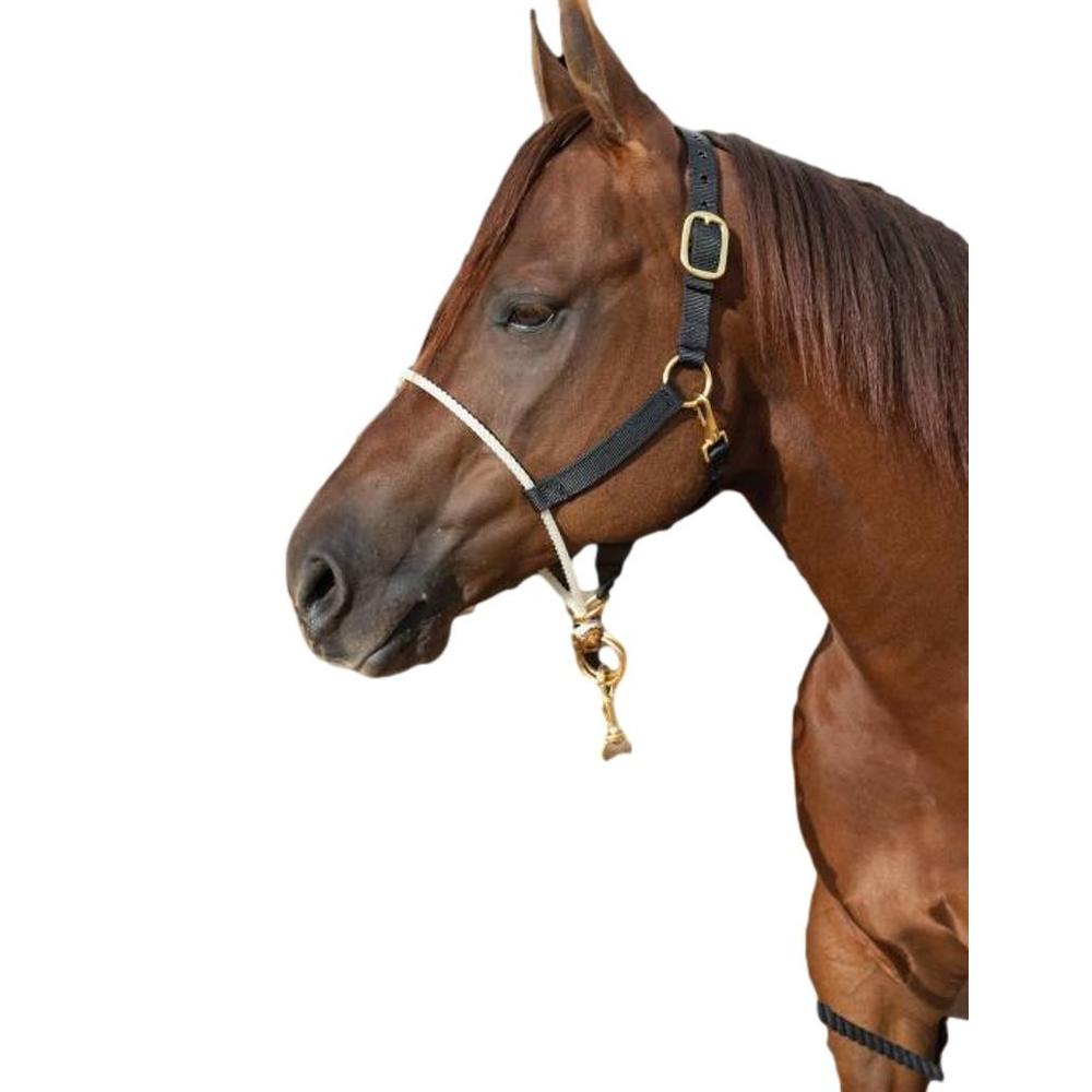 Schutz Halter Nylon Rope Tie Down Noseband Average Horse Black Nhr Schutz Halter Nylon Rope Tie Down Noseband Average Horse Black Nhr