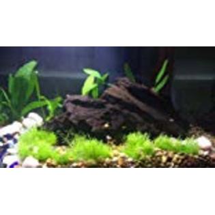 Zilla Aquarium Wood Trunk Malaysian Driftwood Fish Tank Reptile