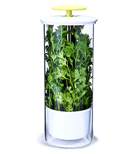 NOVART premium herb keeper and herb storage container - extra large glass design keeps greens and vegetables fresh for 2x longer - by