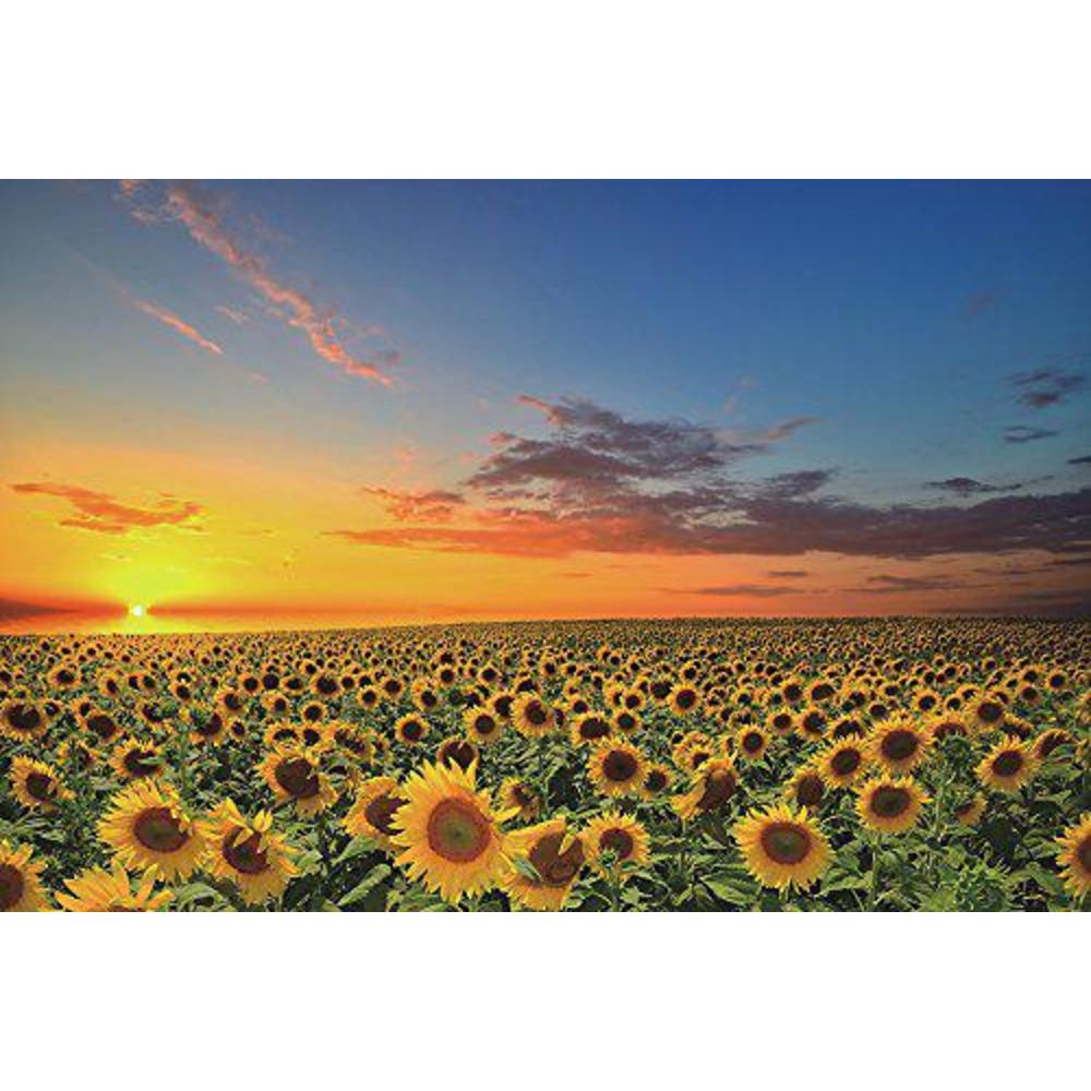 funnybox sunflowers in the fields at sunset-wooden jigsaw puzzles 1000 piece for teens and family