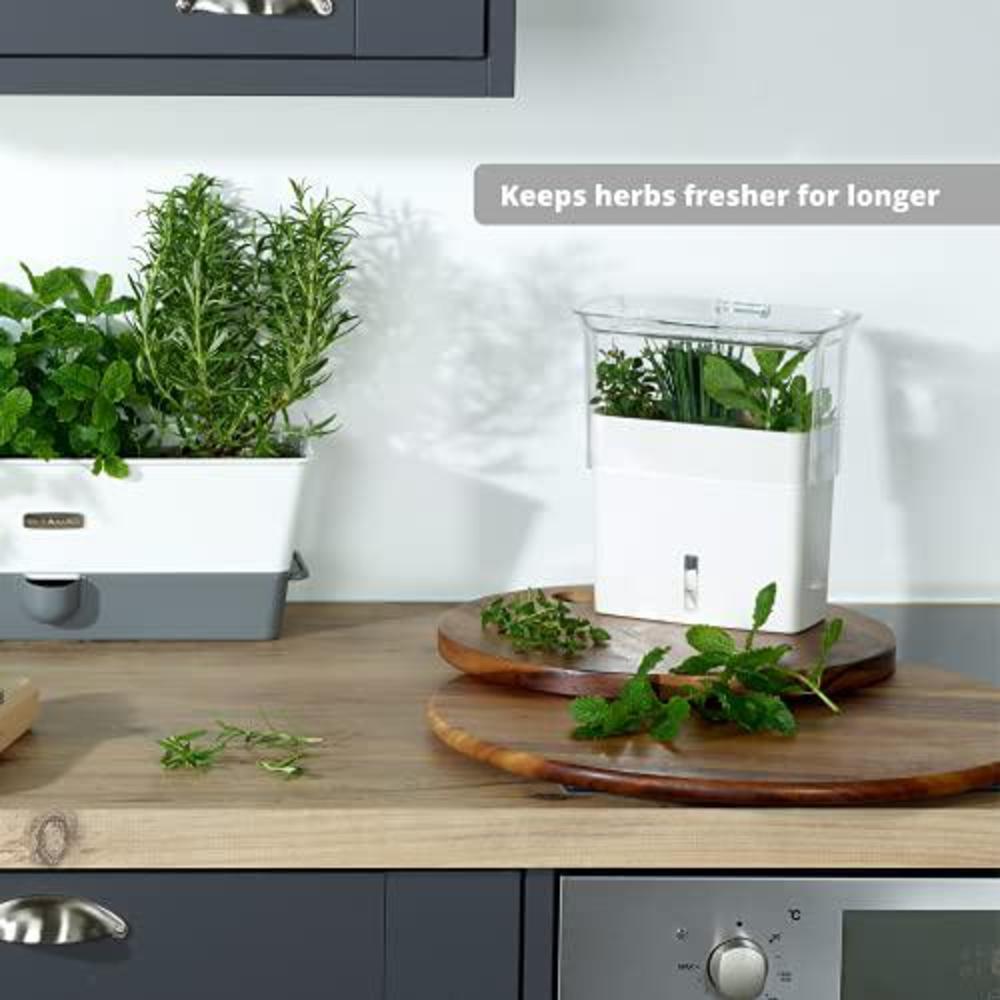 cole & mason fresh herb keeper, container, clear