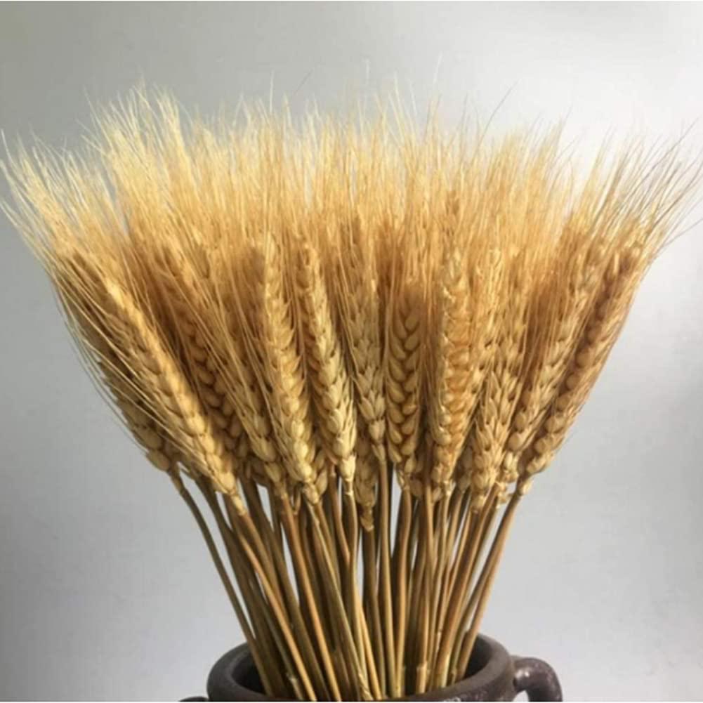 sealangerl 100 pcs dry wheat grass bouquet natural wheat dried grasses bundle dried wheat length 45cm (wheat)
