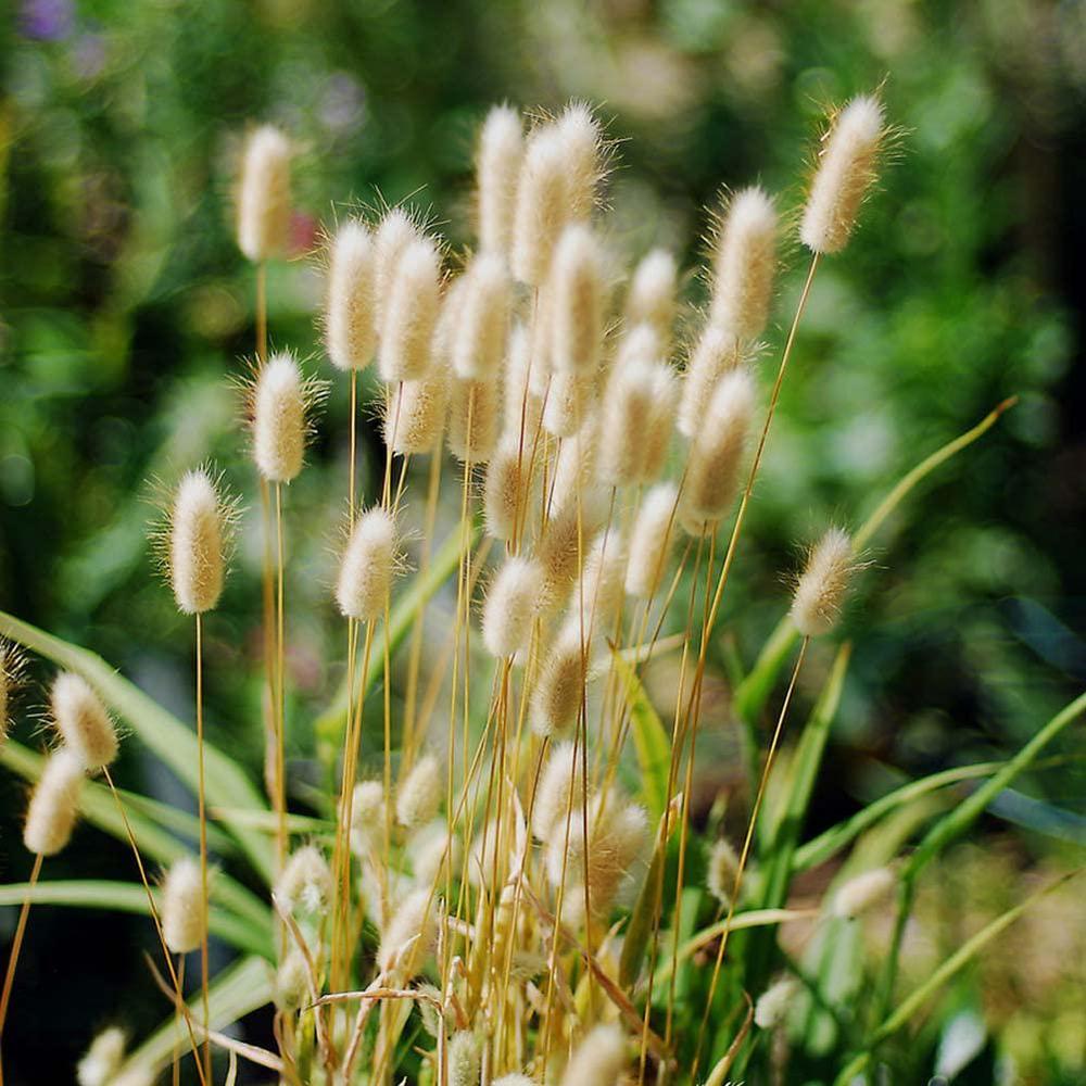 ibazha natural dried bunny tail grass, 120pcs lagurus ovatus dried flowers for pampas grass bouquet, boho home decor & fall theme de
