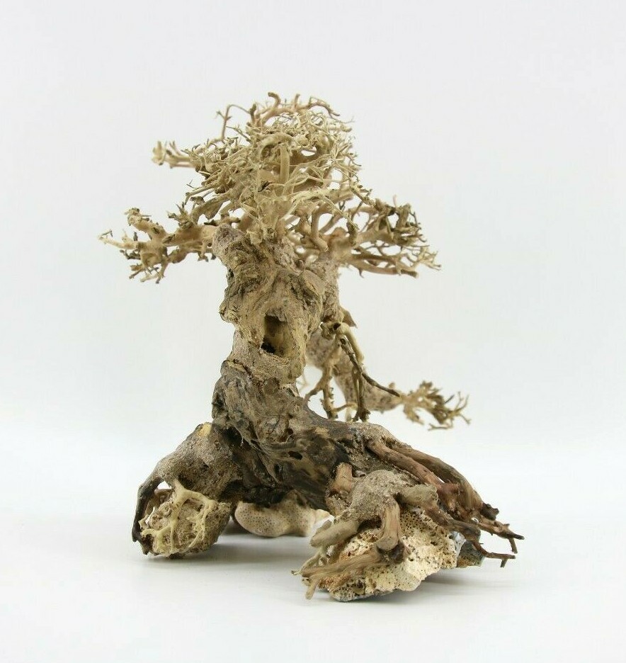 Bonsai Driftwood Aquarium Driftwood Bonsai Tree Quince Aquascape Fish Planted Freshwater Z1 B8 79