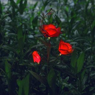 Xlux Outdoor Solar Powered Rose Lights Flower Stake For Garden Patio Yard Chris