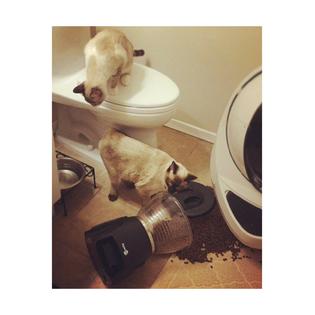 Blue Buffalo Wilderness High Protein Grain Free Natural Adult Dry Cat Food