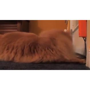 Moody Pet Fling Ama String Cat Toy 1 Count