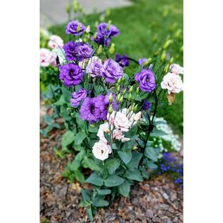 Garden Zone Llc Origin Jasmine Classic Decorative Steel Landscape
