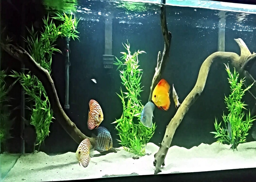 marineland floating aquarium bamboo