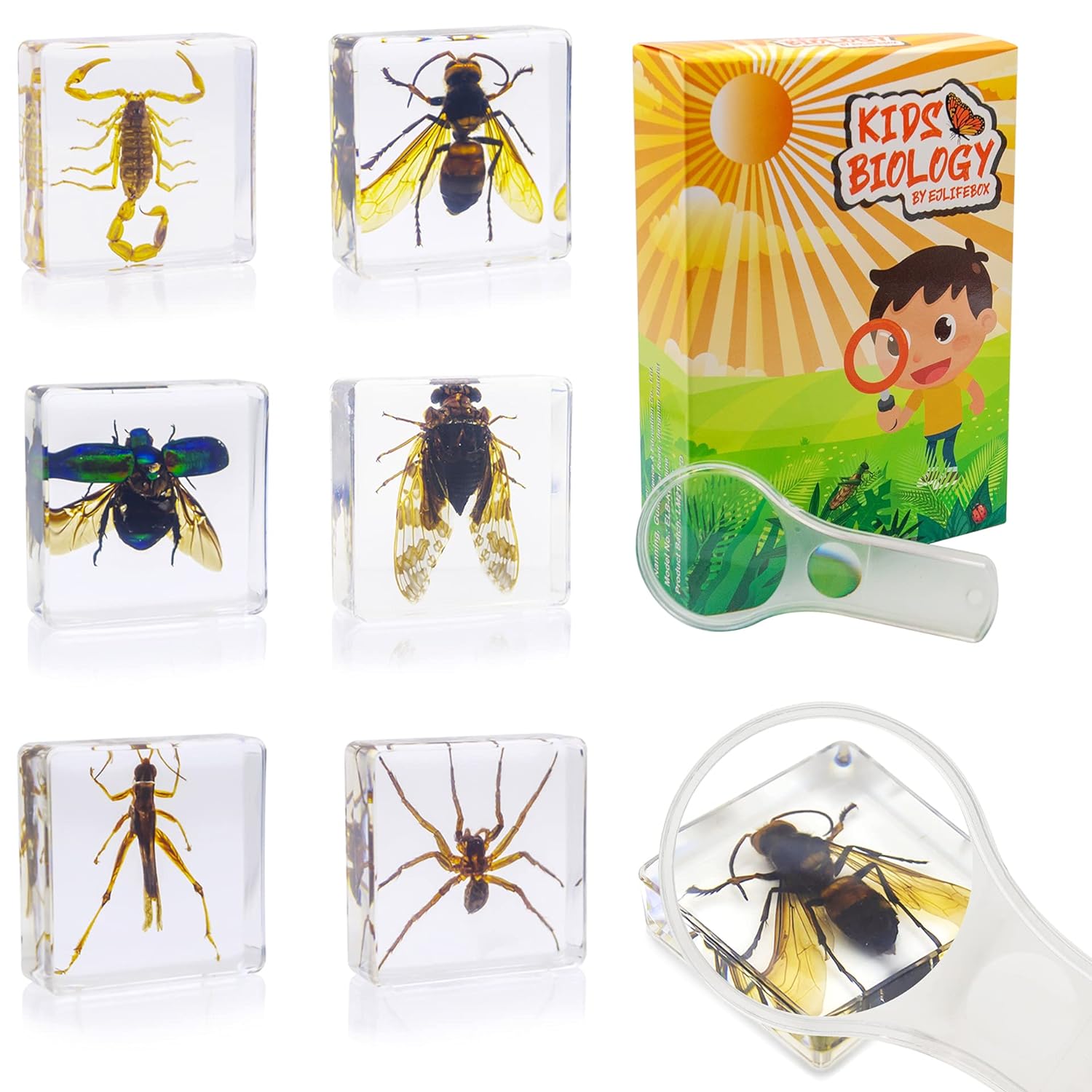 TKM Home 6 Pcs Insect Specimen Set,Cicada,Wasp,Spider,Scorpion,Locust,Chafer Resin Collection Science Toys