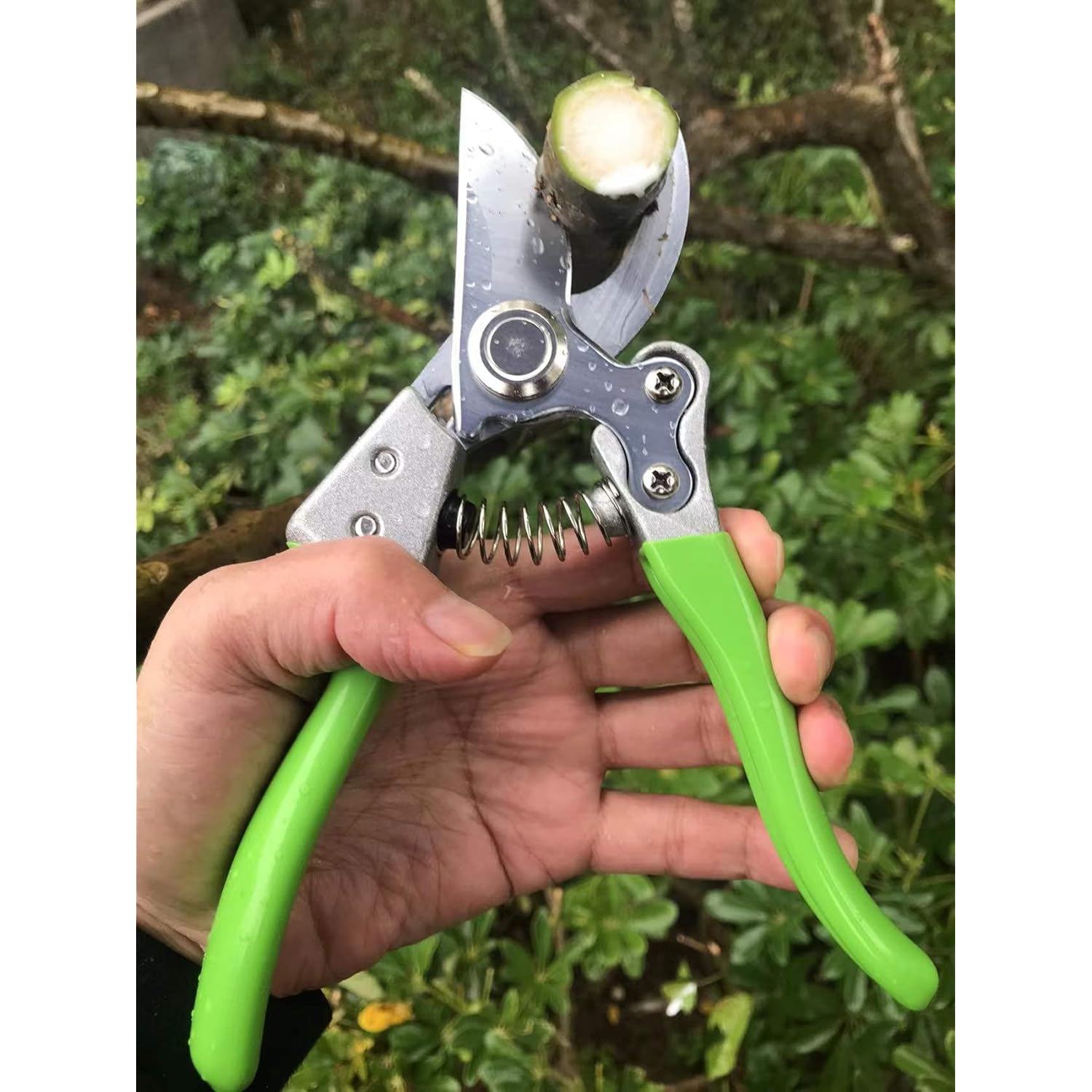 Great Choice Products Garden Shears, Japanese Pruning Shears For Heavy Duty, Flowers Herbs Grapes Plant And Branch Cutters, Clippers, Trimmers, Sci…