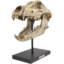 Ebros Gift Ebros Direwolf Fossil Skull Statue On Pole Mount and Brass Name Plate 12.5" Long
