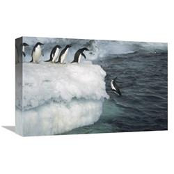 JensenDistributionServices 12 x 18 in. Adelie Penguin Leaping Off Ice Edge in Fog, Possession Island, Ross Sea, Antarctica Art Print - Tui De Roy